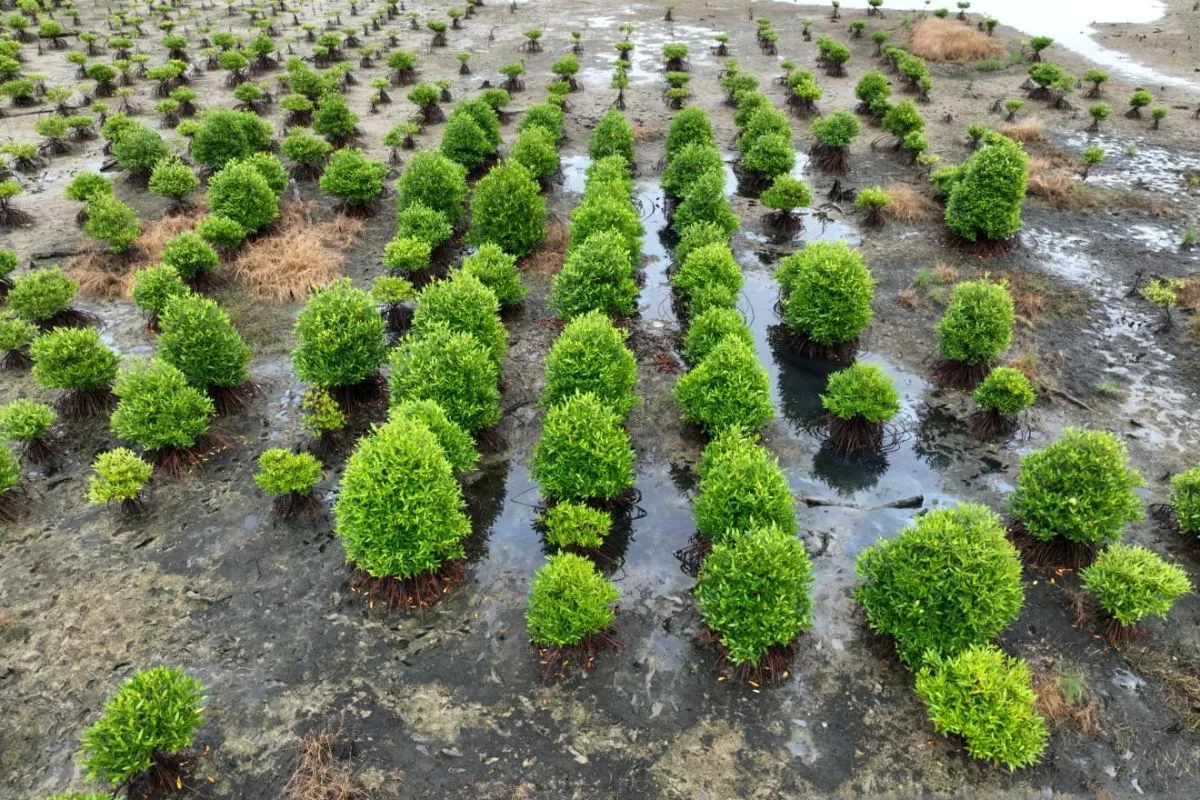 hutan mangrove