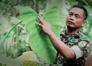 Cerita Sukses Serka Hidayat, Budi Daya Daun Talas Beneng untuk Pengganti Tembakau, Modal Kecil Untung Besar