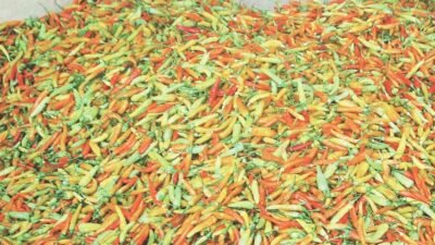 Cara Petani di Kabupaten Magelang, Provinsi Jawa Tengah, Menjaga Harga dan Kualitas Cabai