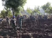 Wujudkan Swasembada Pangan di Kabupaten Belu, TNI AD Tanam Jagung di Lahan Food Estate Rotiklot