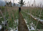 Menyiapkan petani milenial sebagai pewaris negeri agraris