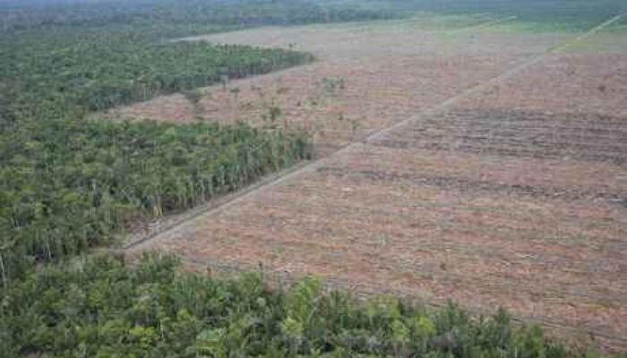 Tantangan dan Implikasi Program Transmigrasi dan Swasembada Pangan di Pulau Papua
