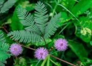 Putri Malu (Mimosa pudica): Fakta Menarik dan Beragam Manfaat Kesehatannya