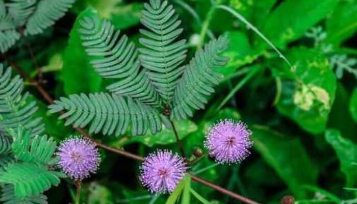 Putri Malu (Mimosa pudica): Fakta Menarik dan Beragam Manfaat Kesehatannya