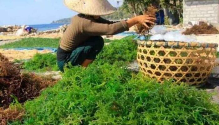 Potensi Rumput Laut dan Ekonomi Biru di Provinsi Nusa Tenggara Barat (NTB)