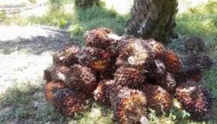 Pemberdayaan Petani Kelapa Sawit Melalui Sinergi Koperasi Primer dan Sekunder