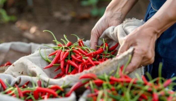 Menuju Kemandirian Pangan: Membenahi Tata Kelola Pertanian Cabai di Indonesia