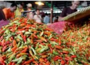 Mengurai Krisis Harga Cabai: Tantangan Tata Kelola Pertanian dan Kesejahteraan Petani