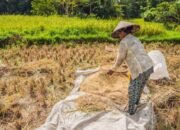 Lebih dari Sekadar HPP, Pemerintah Harus Tindak Lebih Konkret untuk Petani