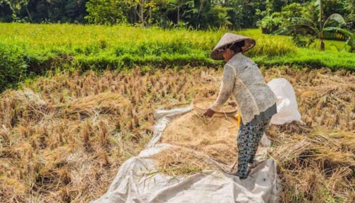 Lebih dari Sekadar HPP, Pemerintah Harus Tindak Lebih Konkret untuk Petani