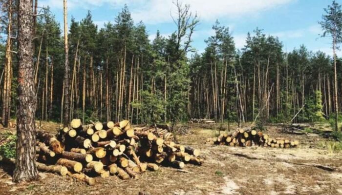 Rencana Pembukaan 20 Juta Hektar Hutan: Sebuah Ancaman terhadap Lingkungan dan Masa Depan Bangsa