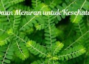 10 Manfaat Daun Meniran untuk Kesehatan: Kandungan, Khasiat, dan Cara Penggunaannya”