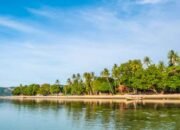 Mangrove Jadi Andalan: PSN Tropical Coastland Selamatkan Pesisi