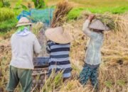 Kenaikan HPP Gabah Tak Cukup, Kesejahteraan Petani Masih Jauh dari Layak
