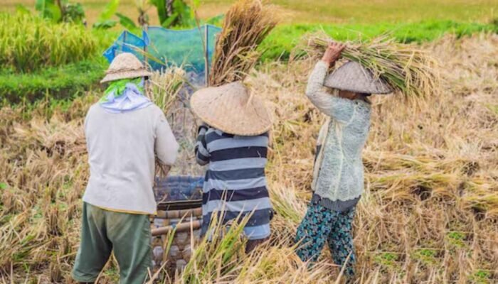 Kenaikan HPP Gabah Tak Cukup, Kesejahteraan Petani Masih Jauh dari Layak