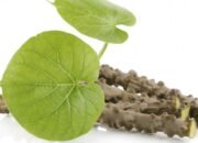 Brotowali: Tanaman Herbal Kaya Manfaat dengan Rasa Pahit yang Berkhasiat