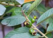 Rahasia Daun Jambu Biji: Khasiat Alami untuk Kesehatan Pencernaan, Jantung, hingga Diabetes