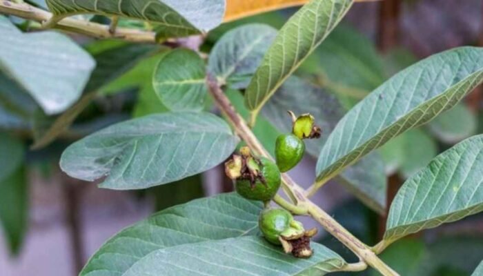 Rahasia Daun Jambu Biji: Khasiat Alami untuk Kesehatan Pencernaan, Jantung, hingga Diabetes