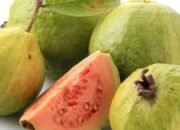 Manfaat Luar Biasa Jambu Biji bagi Penderita Diabetes: Penjaga Gula Darah dan Pendukung Kesehatan Tubuh