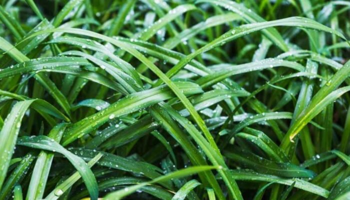 Lebih dari Sekadar Pewangi: Ini 10 Manfaat Daun Pandan untuk Kesehatan