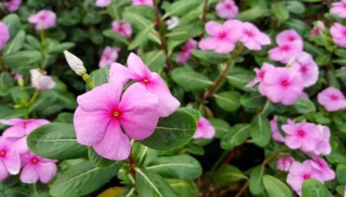 Manfaat dan Cara Pengolahan Daun Tapak Dara (Catharanthus roseus)