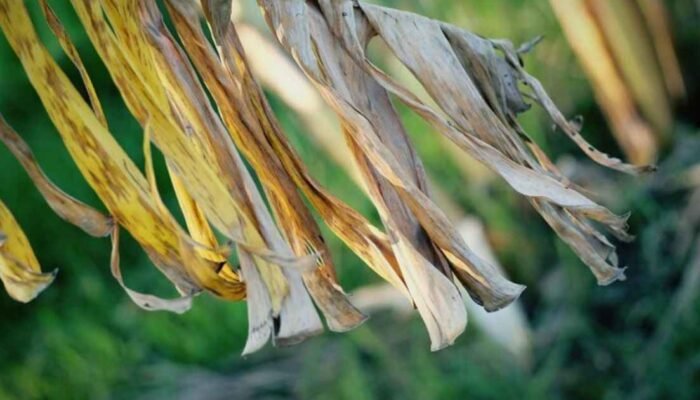 Daun Pisang Kering: Dari Limbah Tak Berguna Menjadi Solusi Alami untuk Kesehatan dan Lingkungan