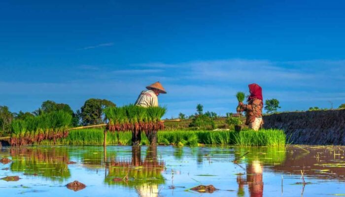 Kepemimpinan dari Sawah: Belajar dari Petani Padi