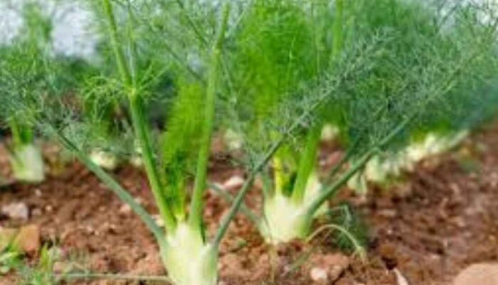 Adas (Foeniculum vulgare Mill.): Rempah Aromatik Kaya Manfaat