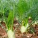 Adas (Foeniculum vulgare Mill.): Rempah Aromatik Kaya Manfaat