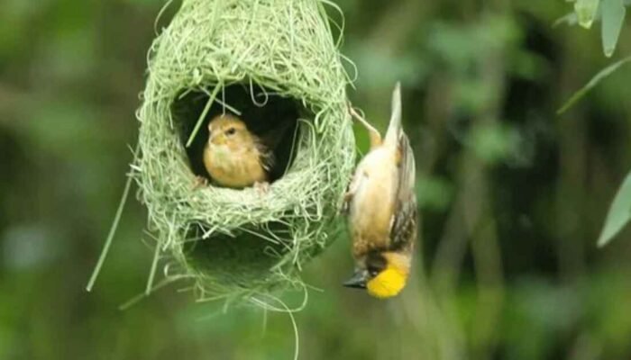 Sarang Cinta Burung Manyar: Pelajaran tentang Tanggung Jawab dan Ketekunan