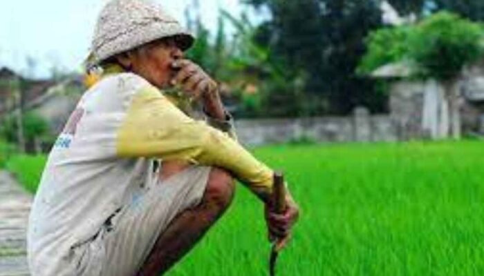 Petani di Negeri Agraris: Kaya Sumber Daya, Miskin Kesejahteraan
