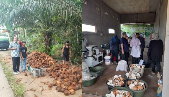 PPM: Jangan Biarkan Petani Kelapa Jadi Sapi Perahan di Negeri Sendiri