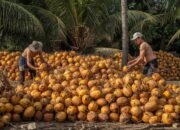 Ketika Investasi Asing Mengalir, Siapa yang Nikmati Nilai Tambah Kelapa?