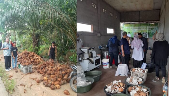 Hilirisasi Kelapa, dari Gelondongan ke VCO: Indonesia Ubah Arah Ekonomi Tropis