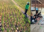 Oleh Oleh Dari Pekalongan