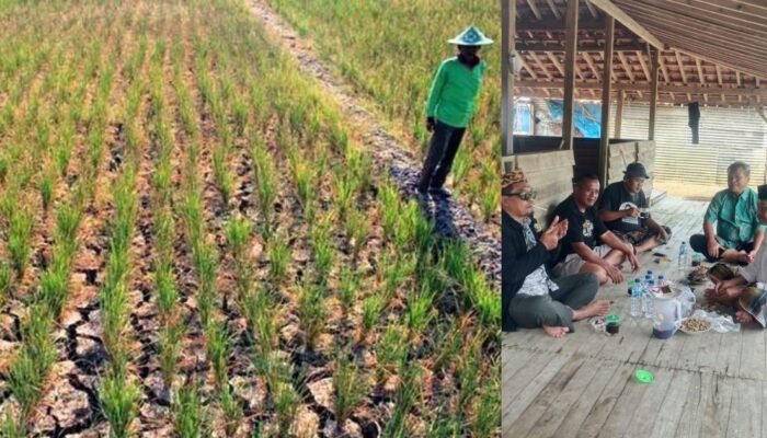 Oleh Oleh Dari Pekalongan