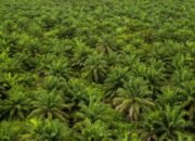 Hijau yang Menipu: Mengapa Kebun Sawit Tidak Sama dengan Hutan?