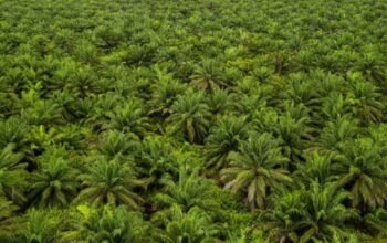 Hijau yang Menipu: Mengapa Kebun Sawit Tidak Sama dengan Hutan?