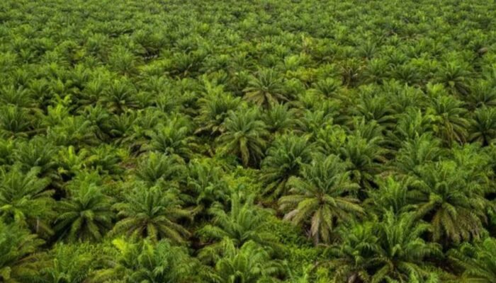 Hijau yang Menipu: Mengapa Kebun Sawit Tidak Sama dengan Hutan?