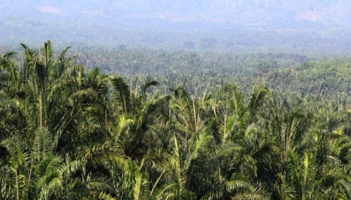 Menelusuri Jejak Sawit di Balik Banjir Sumatra: Hutan yang Hilang, Risiko yang Meningkat