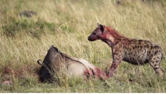 Apakah Hewan Benar-Benar Menderita?