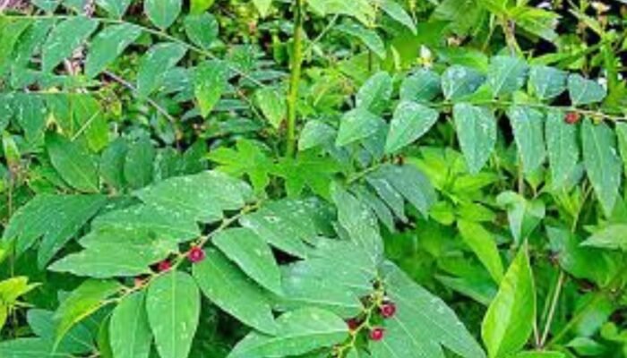 Daun Katuk, Sayuran Lokal Andalan untuk Ibu Hamil dan Menyusui